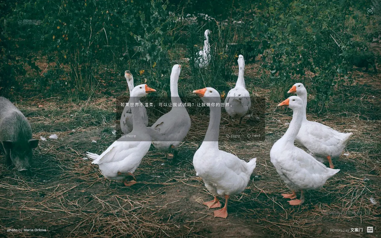 文案门 小插件_4.6.0_image_1